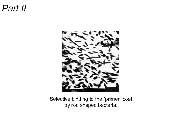 Part II Selective binding to the “primer” coat by rod shaped bacteria. 
