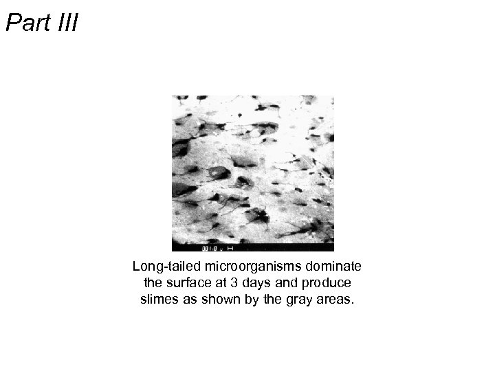Part III Long-tailed microorganisms dominate the surface at 3 days and produce slimes as