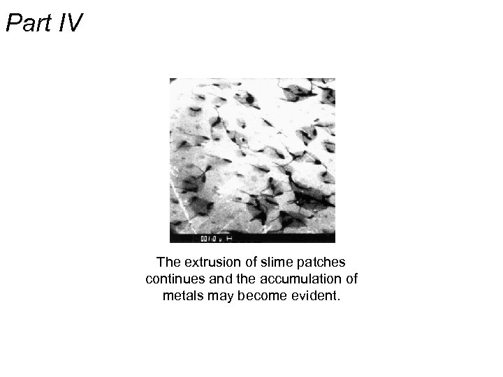 Part IV The extrusion of slime patches continues and the accumulation of metals may