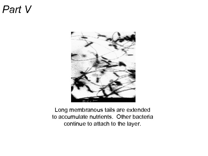 Part V Long membranous tails are extended to accumulate nutrients. Other bacteria continue to