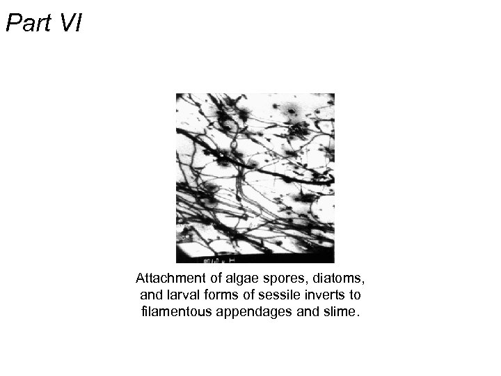 Part VI Attachment of algae spores, diatoms, and larval forms of sessile inverts to