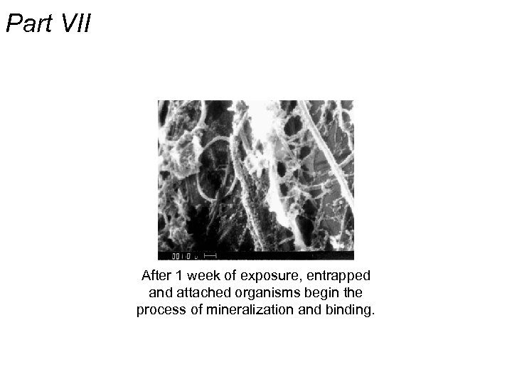 Part VII After 1 week of exposure, entrapped and attached organisms begin the process