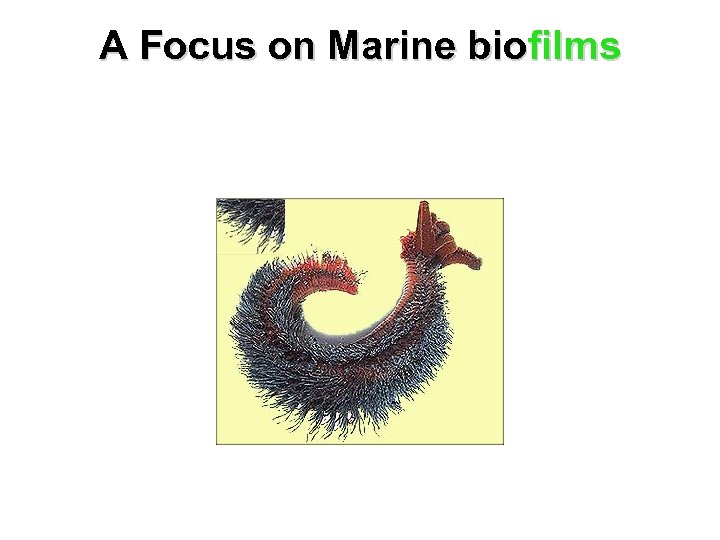 A Focus on Marine biofilms 