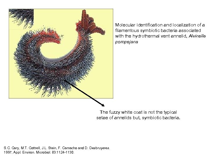 Molecular identification and localization of a filamentous symbiotic bacteria associated with the hydrothermal vent