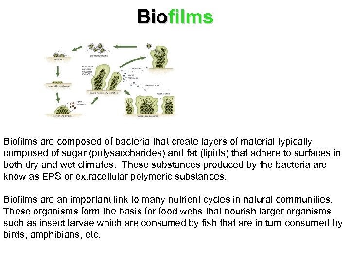 Biofilms are composed of bacteria that create layers of material typically composed of sugar