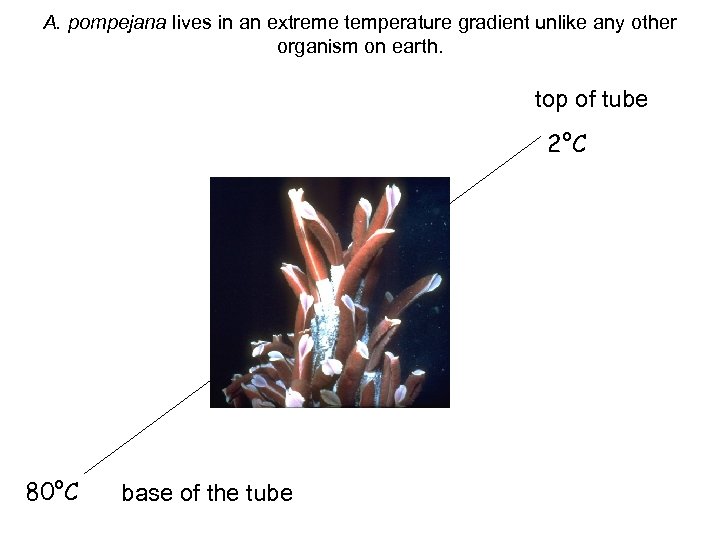 A. pompejana lives in an extreme temperature gradient unlike any other organism on earth.