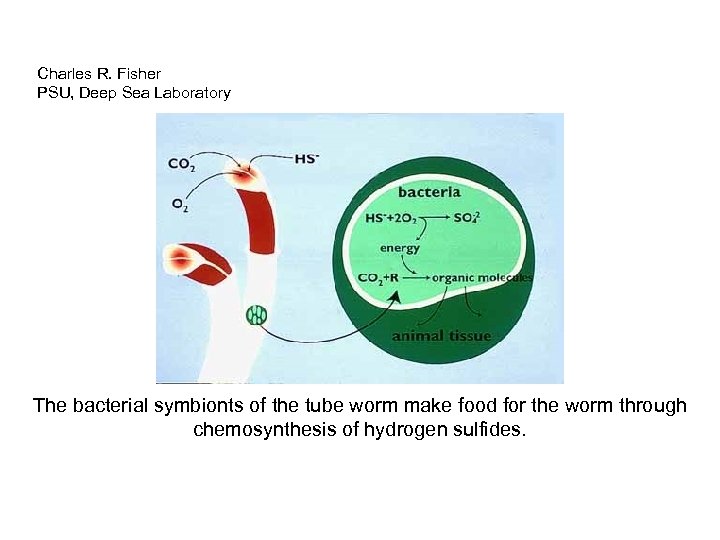 Charles R. Fisher PSU, Deep Sea Laboratory The bacterial symbionts of the tube worm