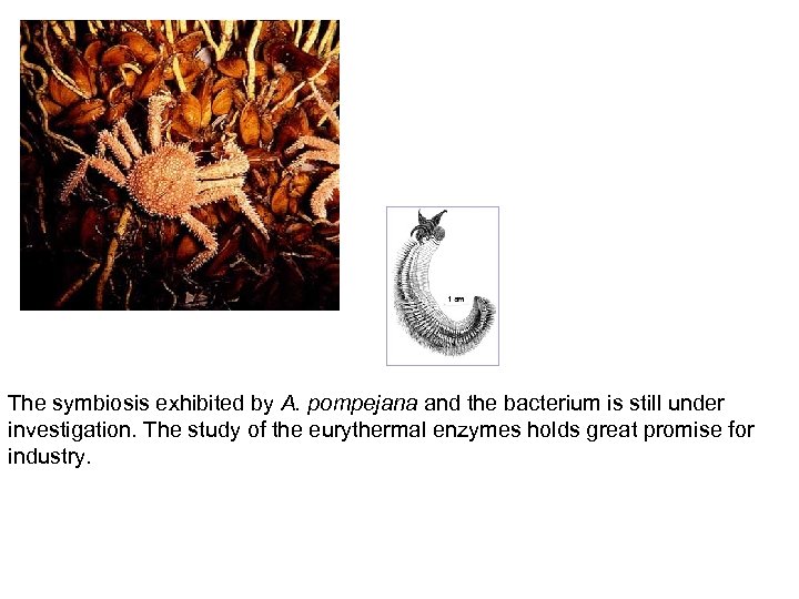 The symbiosis exhibited by A. pompejana and the bacterium is still under investigation. The