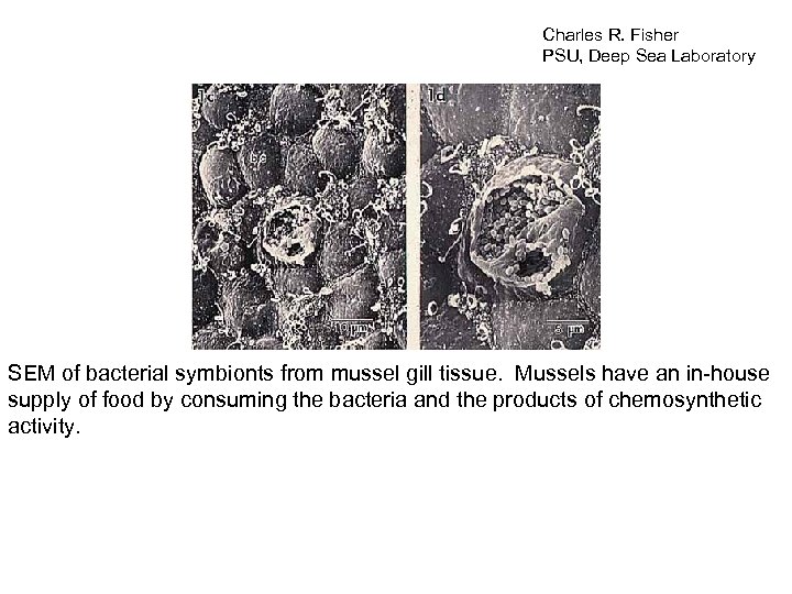 Charles R. Fisher PSU, Deep Sea Laboratory SEM of bacterial symbionts from mussel gill