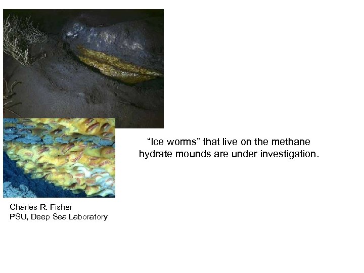 “Ice worms” that live on the methane hydrate mounds are under investigation. Charles R.