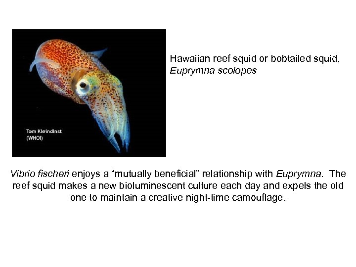 Hawaiian reef squid or bobtailed squid, Euprymna scolopes Vibrio fischeri enjoys a “mutually beneficial”