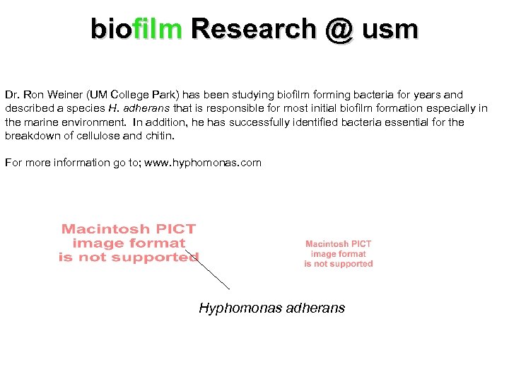 biofilm Research @ usm Dr. Ron Weiner (UM College Park) has been studying biofilm