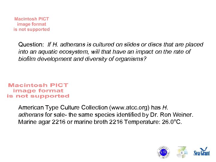 Question: If H. adherans is cultured on slides or discs that are placed into