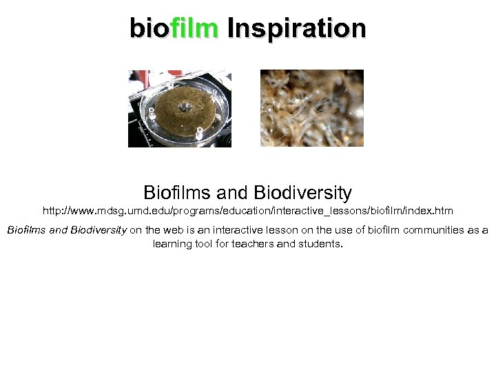 biofilm Inspiration Biofilms and Biodiversity http: //www. mdsg. umd. edu/programs/education/interactive_lessons/biofilm/index. htm Biofilms and Biodiversity