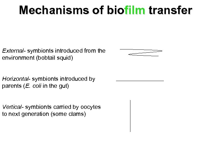 Mechanisms of biofilm transfer External- symbionts introduced from the environment (bobtail squid) Horizontal- symbionts