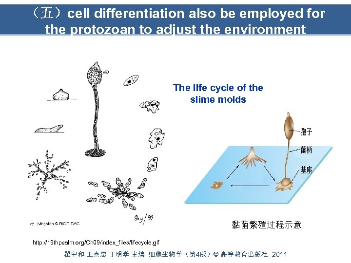 （五）cell differentiation also be employed for the protozoan to adjust the environment The life