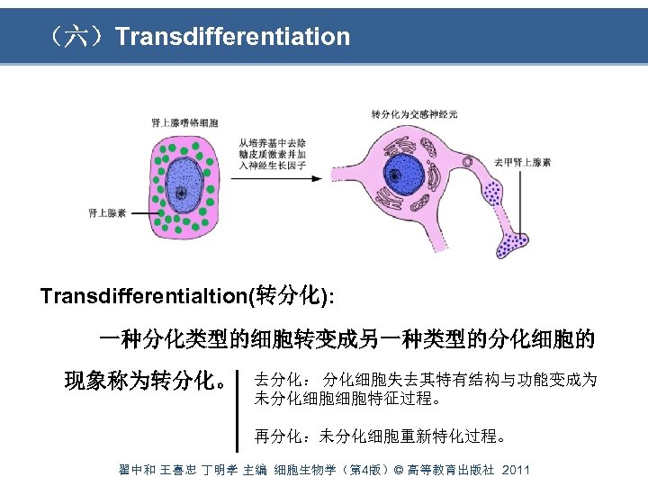 （六）Transdifferentiation Transdifferentialtion(转分化): 一种分化类型的细胞转变成另一种类型的分化细胞的 现象称为转分化。 去分化： 分化细胞失去其特有结构与功能变成为 未分化细胞细胞特征过程。 再分化：未分化细胞重新特化过程。 翟中和 王喜忠 丁明孝 主编 细胞生物学（第 4版）©