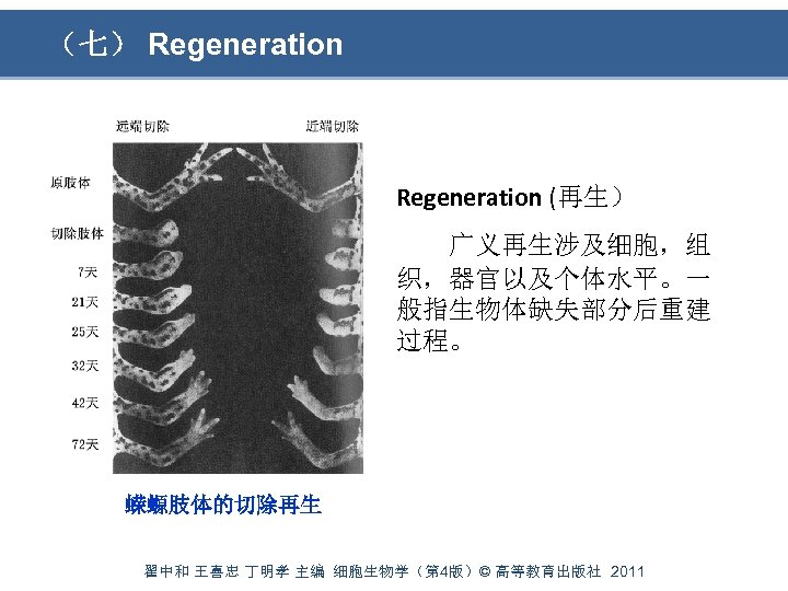 （七） Regeneration (再生） 广义再生涉及细胞，组 织，器官以及个体水平。一 般指生物体缺失部分后重建 过程。 蝾螈肢体的切除再生 翟中和 王喜忠 丁明孝 主编 细胞生物学（第 4版）©