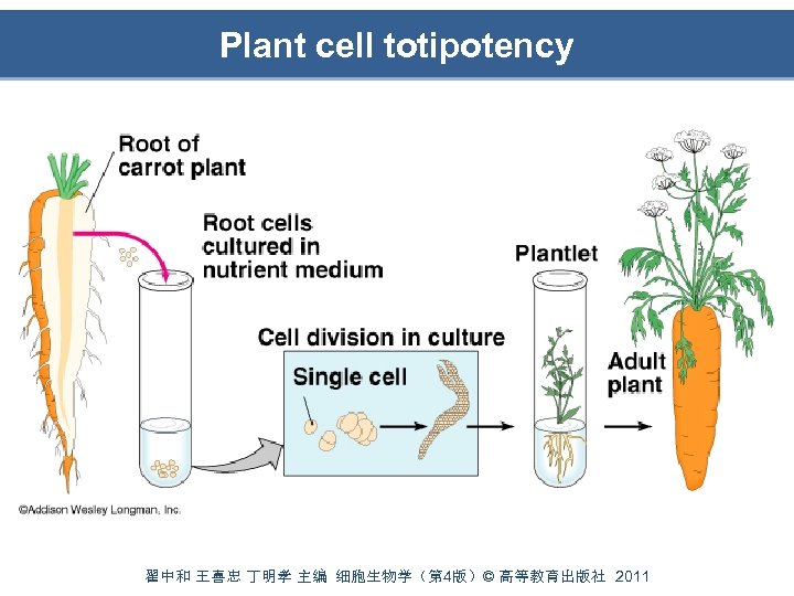 Plant cell totipotency 翟中和 王喜忠 丁明孝 主编 细胞生物学（第 4版）© 高等教育出版社 2011 