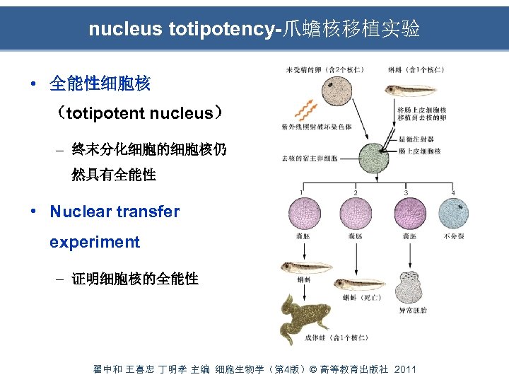 nucleus totipotency-爪蟾核移植实验 • 全能性细胞核 （totipotent nucleus） – 终末分化细胞的细胞核仍 然具有全能性 • Nuclear transfer experiment –