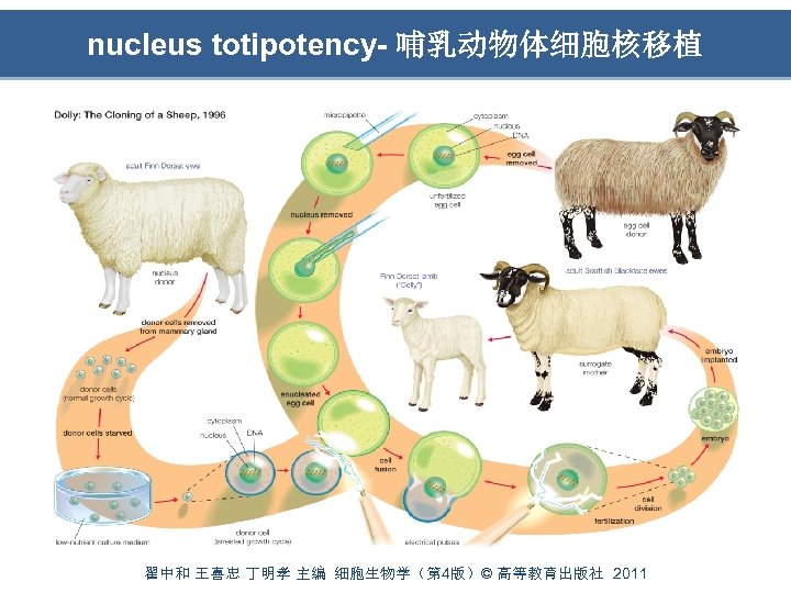 nucleus totipotency- 哺乳动物体细胞核移植 翟中和 王喜忠 丁明孝 主编 细胞生物学（第 4版）© 高等教育出版社 2011 