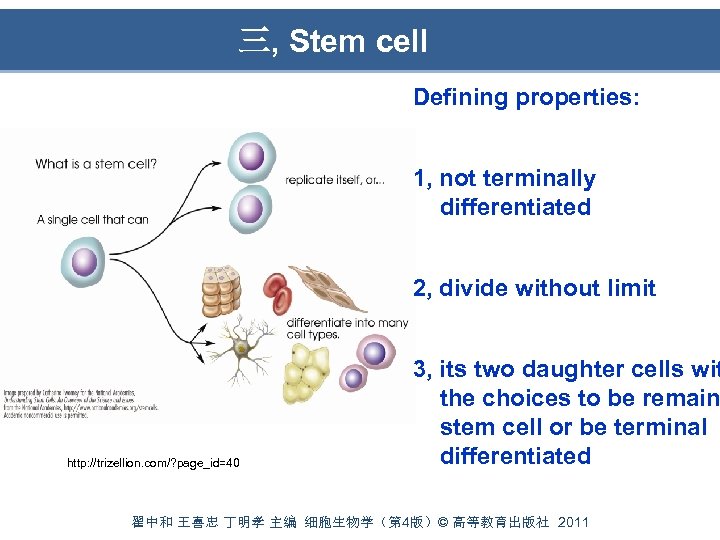  三, Stem cell Defining properties: 1, not terminally differentiated 2, divide without limit