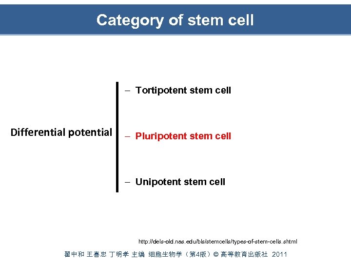 Category of stem cell – Tortipotent stem cell Differential potential – Pluripotent stem cell