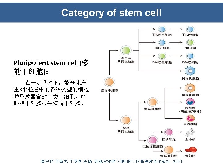 Category of stem cell Pluripotent stem cell (多 能干细胞)： 在一定条件下，能分化产 生 3个胚层中的各种类型的细胞 并形成器官的一类干细胞，如 胚胎干细胞和生殖嵴干细胞。