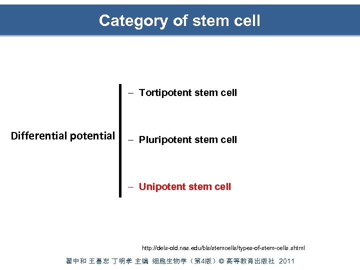 Category of stem cell – Tortipotent stem cell Differential potential – Pluripotent stem cell