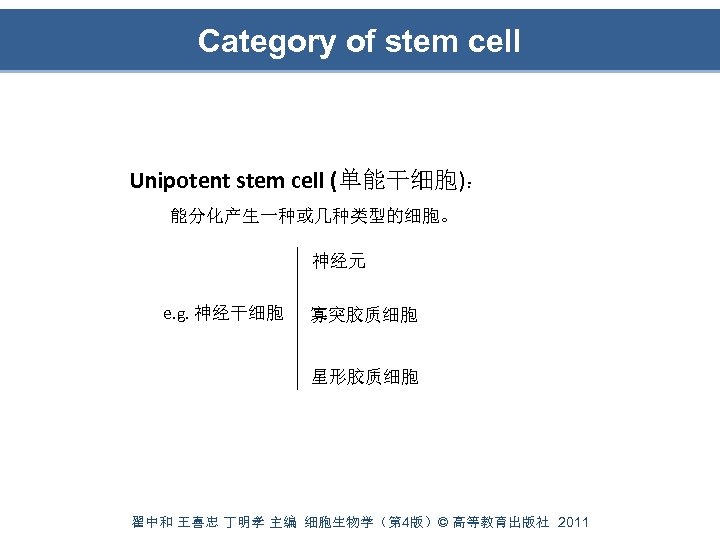 Category of stem cell Unipotent stem cell (单能干细胞)： 能分化产生一种或几种类型的细胞。 神经元 e. g. 神经干细胞 寡突胶质细胞