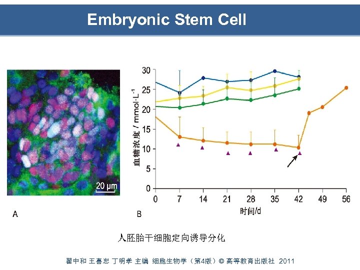 Embryonic Stem Cell 人胚胎干细胞定向诱导分化 翟中和 王喜忠 丁明孝 主编 细胞生物学（第 4版）© 高等教育出版社 2011 