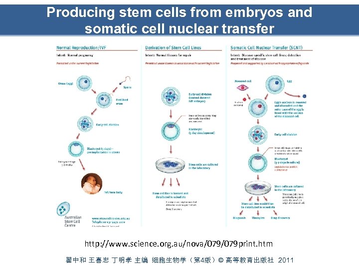 Producing stem cells from embryos and somatic cell nuclear transfer http: //www. science. org.