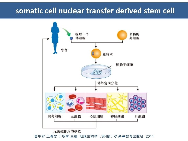 somatic cell nuclear transfer derived stem cell 翟中和 王喜忠 丁明孝 主编 细胞生物学（第 4版）© 高等教育出版社