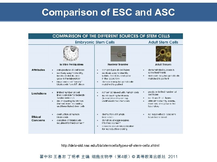 Comparison of ESC and ASC http: //dels-old. nas. edu/bls/stemcells/types-of-stem-cells. shtml 翟中和 王喜忠 丁明孝 主编