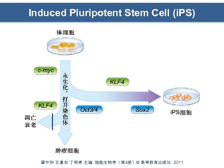 Induced Pluripotent Stem Cell (i. PS) 翟中和 王喜忠 丁明孝 主编 细胞生物学（第 4版）© 高等教育出版社 2011