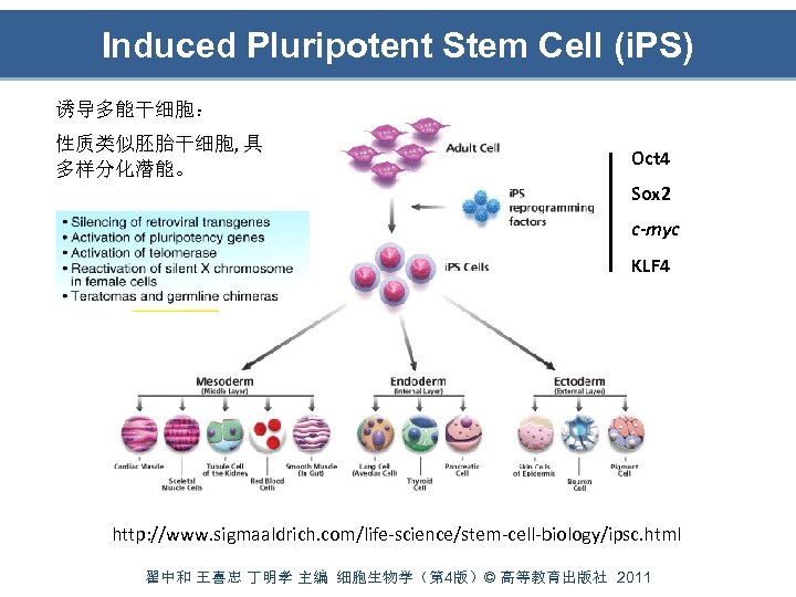 Induced Pluripotent Stem Cell (i. PS) 诱导多能干细胞： 性质类似胚胎干细胞, 具 多样分化潜能。 Oct 4 Sox 2