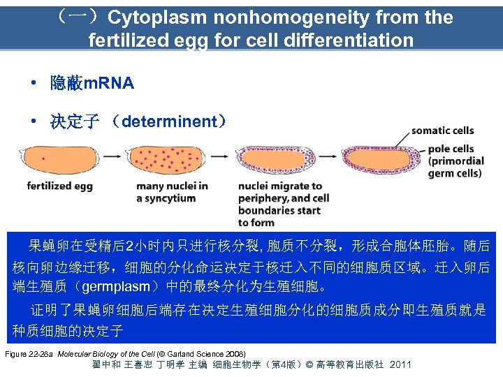 （一）Cytoplasm nonhomogeneity from the fertilized egg for cell differentiation • 隐蔽m. RNA • 决定子