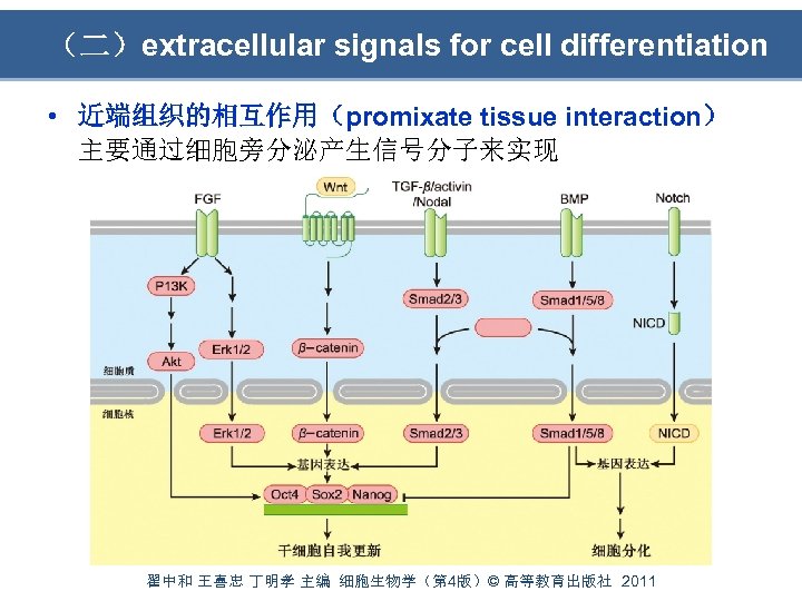 （二）extracellular signals for cell differentiation • 近端组织的相互作用（promixate tissue interaction） 主要通过细胞旁分泌产生信号分子来实现 翟中和 王喜忠 丁明孝 主编