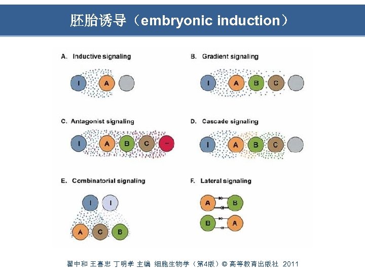 胚胎诱导（embryonic induction） 翟中和 王喜忠 丁明孝 主编 细胞生物学（第 4版）© 高等教育出版社 2011 