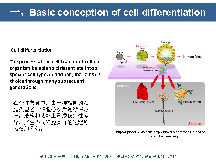 一、Basic conception of cell differentiation Cell differentiation: The process of the cell from multicellular