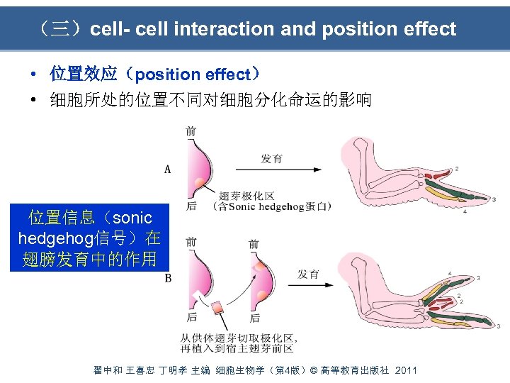 （三）cell- cell interaction and position effect • 位置效应（position effect） • 细胞所处的位置不同对细胞分化命运的影响 位置信息（sonic hedgehog信号）在 翅膀发育中的作用