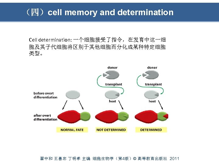 （四）cell memory and determination Cell determination: 一个细胞接受了指令，在发育中这一细 胞及其子代细胞将区别于其他细胞而分化成某种特定细胞 类型。 翟中和 王喜忠 丁明孝 主编 细胞生物学（第