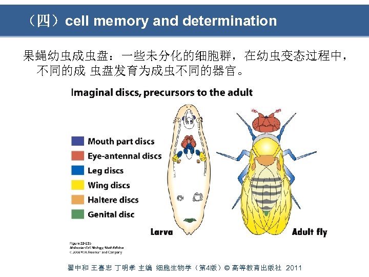 （四）cell memory and determination 果蝇幼虫成虫盘：一些未分化的细胞群，在幼虫变态过程中， 不同的成 虫盘发育为成虫不同的器官。 翟中和 王喜忠 丁明孝 主编 细胞生物学（第 4版）© 高等教育出版社