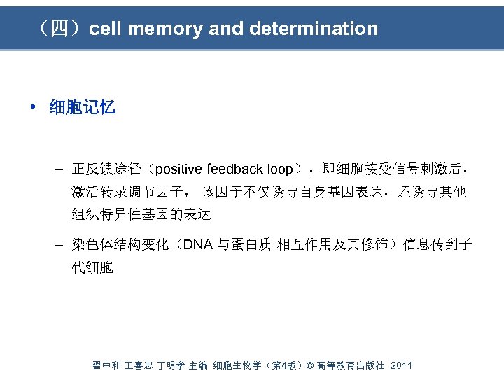 （四）cell memory and determination • 细胞记忆 – 正反馈途径（positive feedback loop），即细胞接受信号刺激后， 激活转录调节因子， 该因子不仅诱导自身基因表达，还诱导其他 组织特异性基因的表达 –