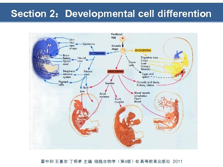 Section 2：Developmental cell differention 翟中和 王喜忠 丁明孝 主编 细胞生物学（第 4版）© 高等教育出版社 2011 