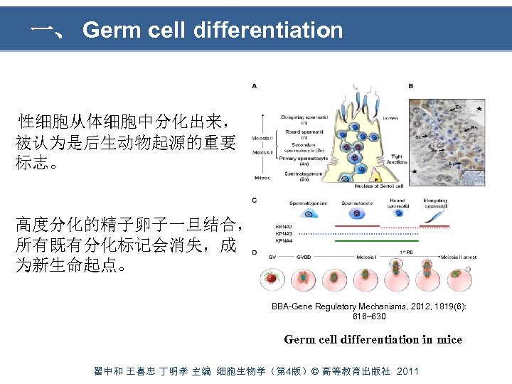 一、 Germ cell differentiation 性细胞从体细胞中分化出来， 被认为是后生动物起源的重要 标志。 高度分化的精子卵子一旦结合， 所有既有分化标记会消失，成 为新生命起点。 BBA-Gene Regulatory Mechanisms, 2012,