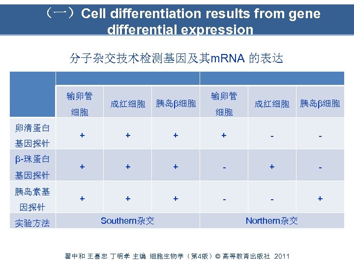 （一）Cell differentiation results from gene differential expression 分子杂交技术检测基因及其m. RNA 的表达 输卵管 成红细胞 胰岛β细胞 +