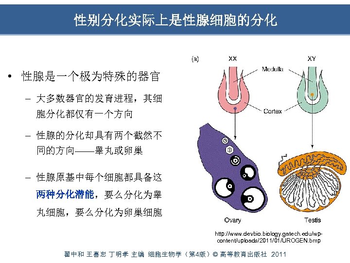 性别分化实际上是性腺细胞的分化 • 性腺是一个极为特殊的器官 – 大多数器官的发育进程，其细 胞分化都仅有一个方向 – 性腺的分化却具有两个截然不 同的方向——睾丸或卵巢 – 性腺原基中每个细胞都具备这 两种分化潜能，要么分化为睾 丸细胞，要么分化为卵巢细胞 http: