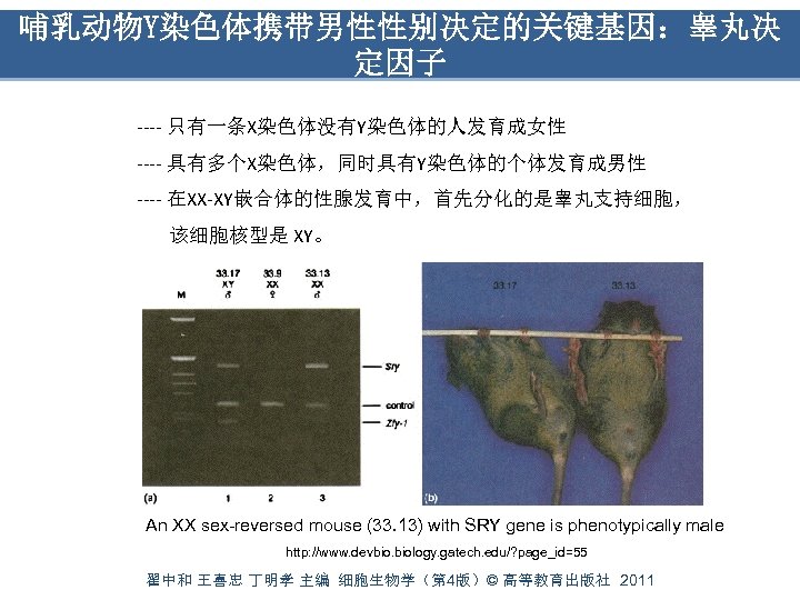 哺乳动物Y染色体携带男性性别决定的关键基因：睾丸决 定因子 ---- 只有一条X染色体没有Y染色体的人发育成女性 ---- 具有多个X染色体，同时具有Y染色体的个体发育成男性 ---- 在XX-XY嵌合体的性腺发育中，首先分化的是睾丸支持细胞， 该细胞核型是 XY。 An XX sex-reversed mouse