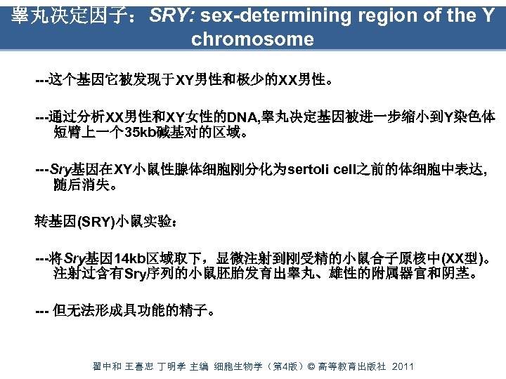 睾丸决定因子：SRY: sex-determining region of the Y chromosome ---这个基因它被发现于XY男性和极少的XX男性。 ---通过分析XX男性和XY女性的DNA, 睾丸决定基因被进一步缩小到Y染色体 短臂上一个 35 kb碱基对的区域。 ---Sry基因在XY小鼠性腺体细胞刚分化为sertoli